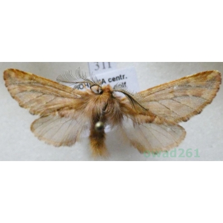 Ptilophora plumigera (Denis & Schiffermüller, 1775) male Opusznica piórówka Czech31f